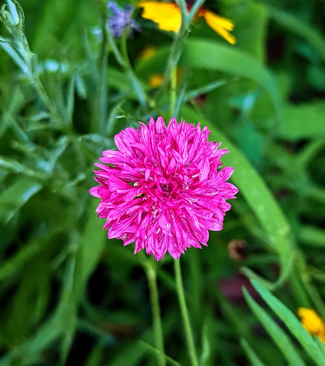 Bachelor's Button